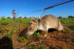 dr-archeville:  ayellowbirds:  amroyounes:  African HeroRats