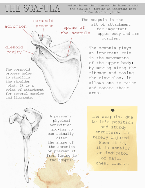 kaalashnikov:  I slaved over my bone portfolio all week and it’s finally doooone. It has a short comic corresponding to the title page where one guy shows the other his forensic notes, but that’s too much to bother uploading.