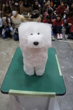 konkeydongcountry:  upupupuprincess:Dog grooming show in Japan