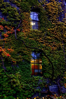 outdoormagic:  (University of Toronto by Ashley Hockenberry /