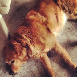 Dead dog is dead. #shesnotreallydead #shesonlysleeping #dog #goldenretriever
