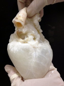 mountains-crush-oceans:  a decellularized “ghost” heart 