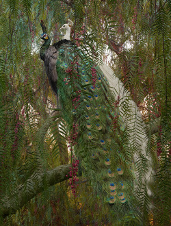 staceythinx:  More work from photographer Simen Johan’s project Until