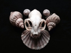 roadkillandcrows:  Cat skull. 