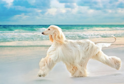 dogs-forever-and-always:  Afghan hound 