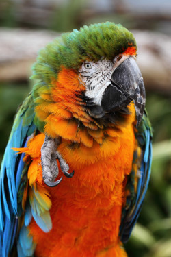 earthandanimals:   Macaw by Craig Sharpe 