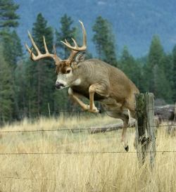 There are no boundaries to those who have the will to try (Whitetail Deer buck)