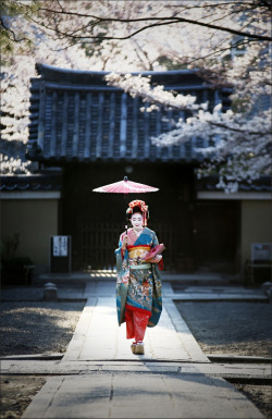 thekimonogallery:  Geisha at Gennin-temple in Kyoto, Japan.  by