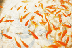 kudou-kun:  goldfish by (turquoiseacco) 