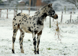 fuckyeahungulates:  Appaloosa Horse (Equus ferus caballus) 