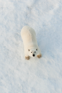 tulipnight:  Polar Bear by Ian Mears 