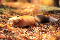 foxy-lover: the last breath of autumn