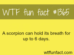 wtf-fun-factss:  A scorpion can hold its breath for 6 days /