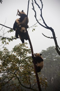 hkirkh:  Pandas playing King of the Hill.