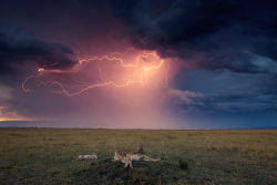 nubbsgalore:  storm over the serengeti. photos by (click pic)