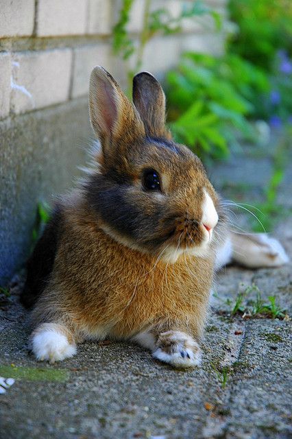 dustidustbunni.tumblr.com/post/103748234444/