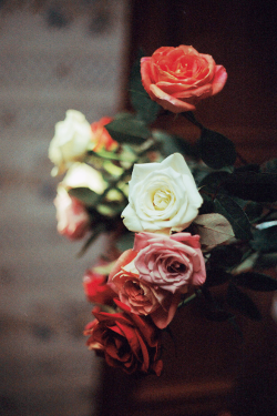 hellanne:  roses from home (by milki.c) 