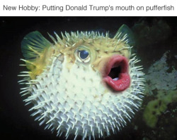 tastefullyoffensive:  Pufferfish With Donald Trump’s Mouth