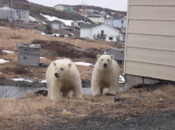 Delinquents on the prowl (young Polar Bears cruising the ’hood