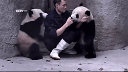onlylolgifs:   pandas don’t want to take their medicine 