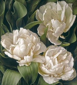 loumargi: Mia Tarney • White Peony Tulip