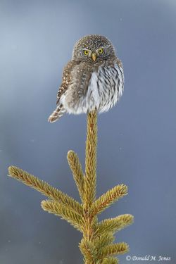 Northern Pygmy Owl - Imgur  So cute!