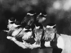 classykittenn:From “Song birds as Neighbors”  1920