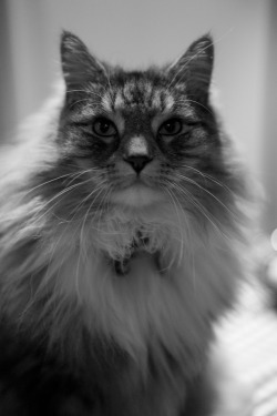 officialbillycat:  gezzaseyes:  The Majestic Cat  Babe you’re