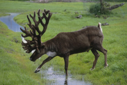 cariboumythos:Bull caribou with atypical antlers crosses a small