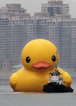 fer1972:  World’s Largest Rubber Duck made by Florentijn Hofman