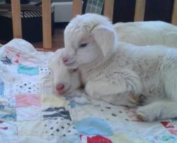 babygoatsandfriends:Jennifer Grabinski