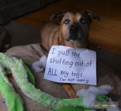 dogshaming:  Stuffed toy killer  This is Atkins. Despite the