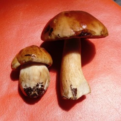 readmymindfreak:Boletus 🍄 #hongo #hongos #fungi #mushrooms