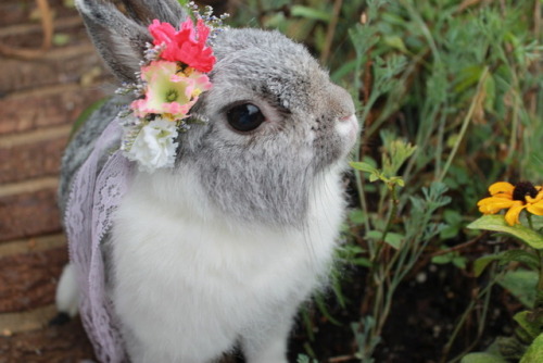 ainawgsd: Bunnies With Flower Crowns