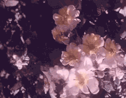 tarassein:  Hand-tinted footage of roses, c.1925, filmed by Arthur