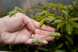 grandmagrass:  here a woman starts picking the ripe chameleons