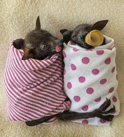 There’s an hospital for young bats in Australia…