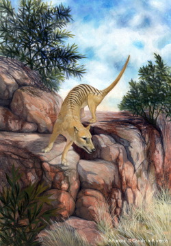 candelaillustrates:  Thylacine, somewhere in the Australian mainland
