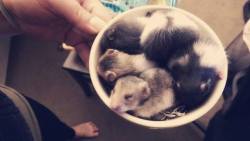 hamsters-in-cups:  Cup of baby hamsters is the best way to start