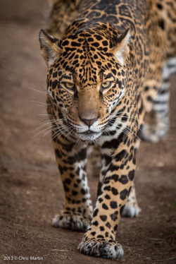 anythingfeline:  Jaguar by Chris Martin 