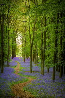 radivs:  Bluebell Cathedral by George Wheelhouse || Website