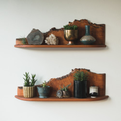 homesteadseattle:New live edge shelves looking reaal good. And