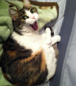  Cats have the greatest emoticon faces ever. 