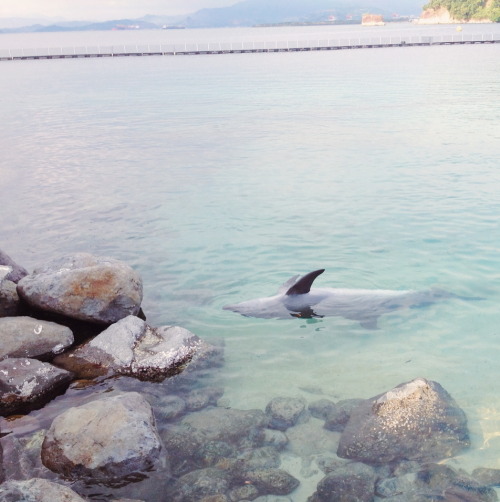61kb:   yes to dolphins 