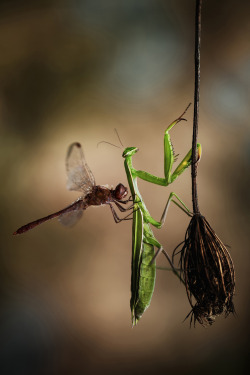 Hitchhiking can be dangerous (Praying Mantis love to dine on