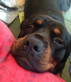 felicefawn:  And here we see my vicious, terrifying rottweiler