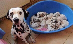 sorelatable:  I THOUGHT THAT WAS A BOWL OF COOKIES & CREAM