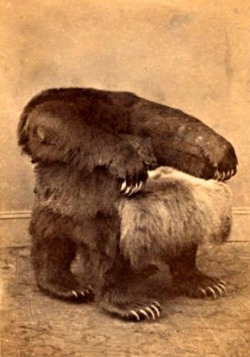 The Grizzly-Bear Chair, presented, Sept. 8, 1865, to Andrew Johnson,