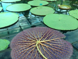 locrys:  a dead Lilly pad, flipped over, at an indoor amazon