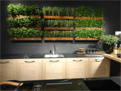 hydroempire:  homedecorthings:  Indoor Gardens - all herbs you